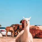 Caring for Your Alpaca