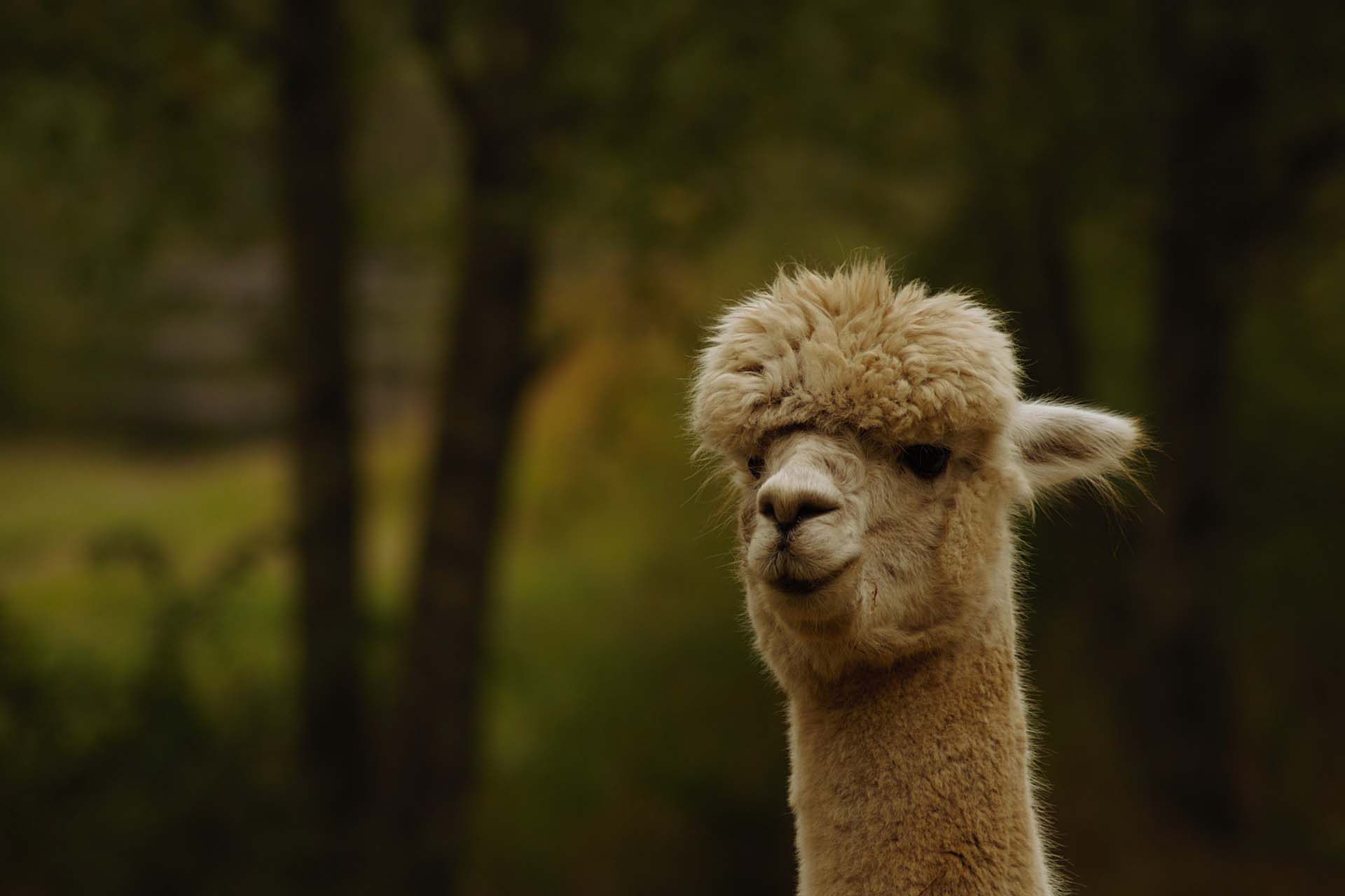 Storing Alpaca