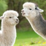 About Alpaca